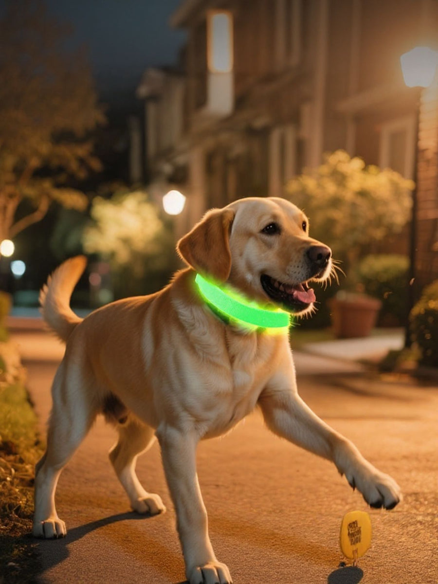 LED-halsband för hund